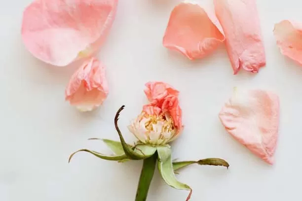 Rose losing its petals